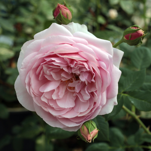 Pоза Сониа Рйкиел - розов - Носталгични рози